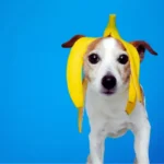 Cachorro Pode Comer Banana? Descubra Agora cachorro pode comer banana olhando curioso para a fruta