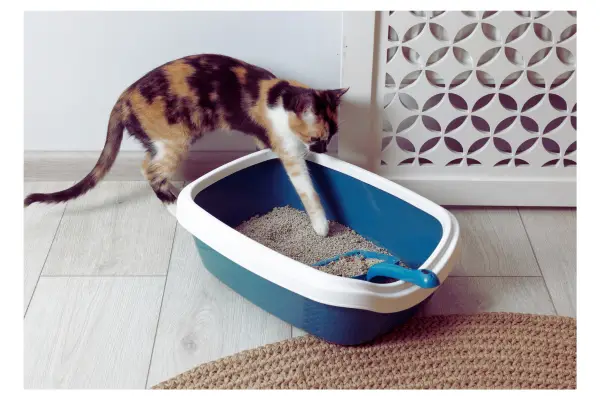 caixa de areia gato custo mensal gato