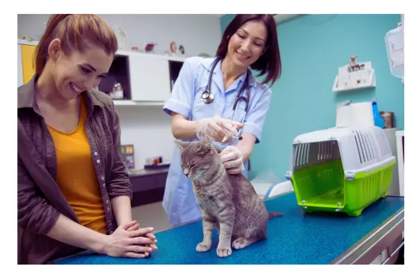 Custo com veterinário