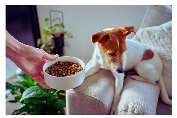 erros ao escolher ração para cachorro tutor em dúvida