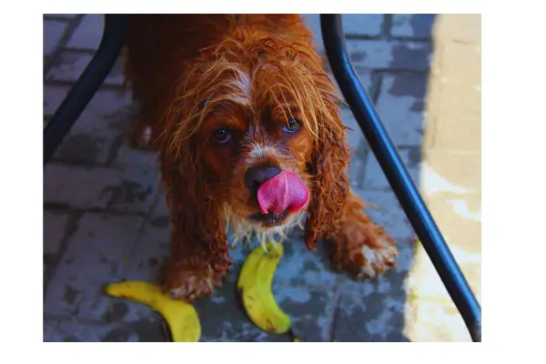 formas seguras de dar banana para cachorro como petisco