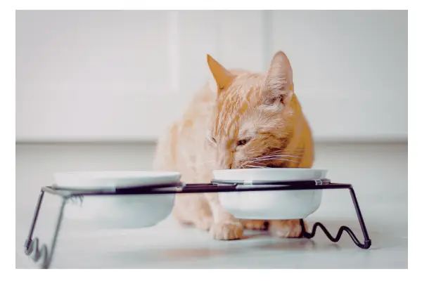 gato comendo ração custo alimentação gato