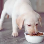 Melhor ração para cachorro: como escolher a ideal melhor ração para cachorro saudável em tigela