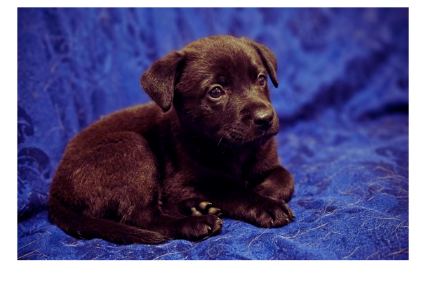 resgate de cachorro encontrado no lixo