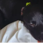 Resgate de Cachorro: A História da Esperança resgate de cachorro filhote abandonado preto