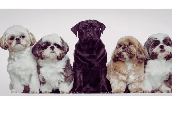 cachorro saudável pelo brilhante alimentação correta