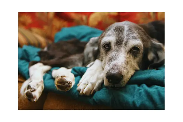 Cachorro idoso descansando ilustrando o suporte geriátrico do plano de saúde para cachorro.