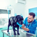 Plano de saúde para cachorro: O que ninguém te conta? Cachorro preocupado em consulta veterinária ilustrando a importância do plano de saúde para cachorro.