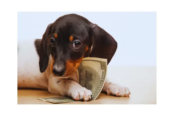 Dinheiro ao lado de um pet representando o custo-benefício do plano de saúde para cachorro.