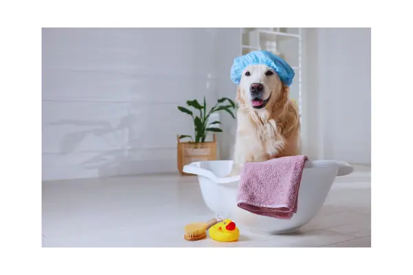 Produtos de higiene e brinquedos educativos que auxiliam na economia com o plano de saúde para cachorro.