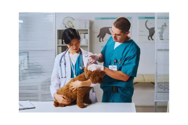 Veterinário aplicando o microchip obrigatório em contrato de plano de saúde para cachorro.