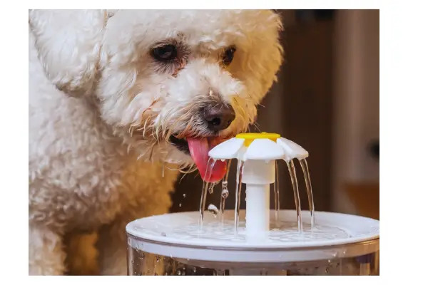 cachorro com falta de ar -bebedouro automático para cachorros