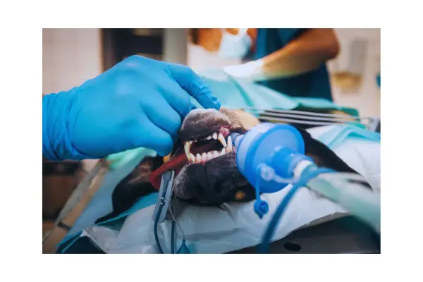 cachorro com dificuldade para respirar e sinais de alerta