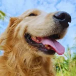 Cachorro com Falta de Ar: O Que Fazer AGORA cachorro com falta de ar ofegante com a boca aberta