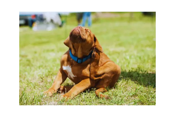 cachorro se coçando com frequência sinais de alerta