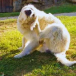 Seu Cachorro Não Para de Se Coçar? Pode Ser Isso cachorro se coçando com irritação na pele