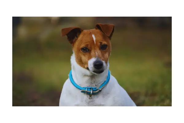 coleira antipulgas para cachorro prevenção de coceira