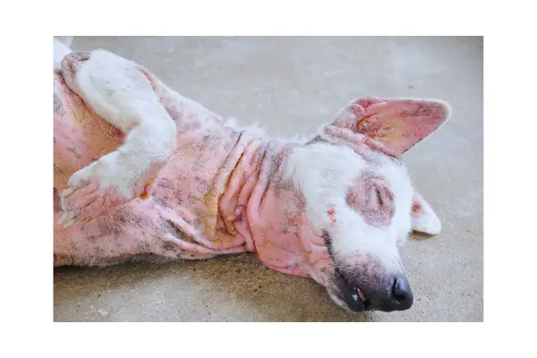 dermatite em cachorro pele vermelha e irritada