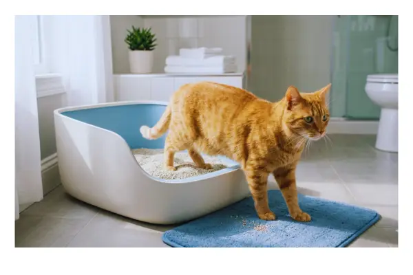 gato usando a caixa de areia