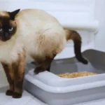 Melhor Areia para Gato: Qual Vale Mais a Pena? melhor areia para gato controle de odor ambiente limpo