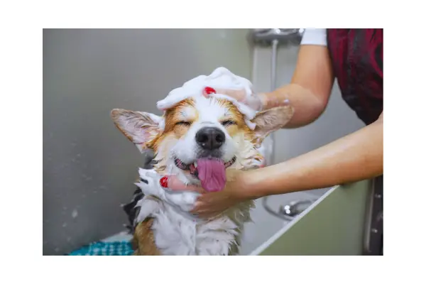 shampoo dermatológico para cachorro tratamento de coceira