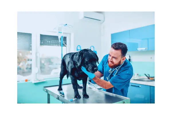 veterinário examinando respiração do cachorro