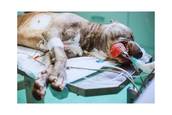 Atendimento veterinário de emergência para torção gástrica em cães