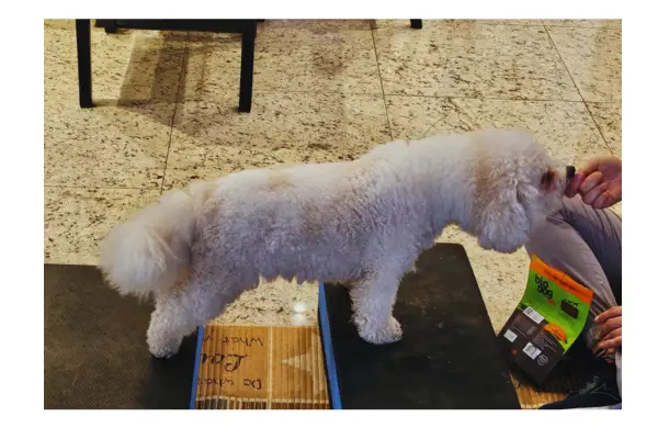 Bob na fisioterapia com a Dra. Larissa