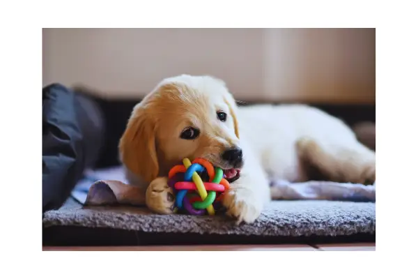 Brinquedos interativos para enriquecimento ambiental de cachorro