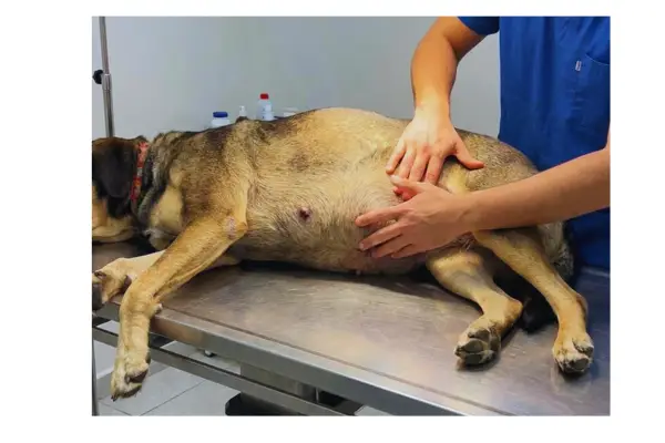 Cachorro demonstrando sinais iniciais de torção gástrica