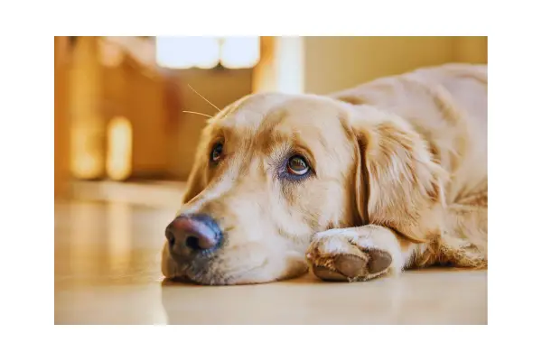 Cachorro quieto demonstrando mudança de comportamento