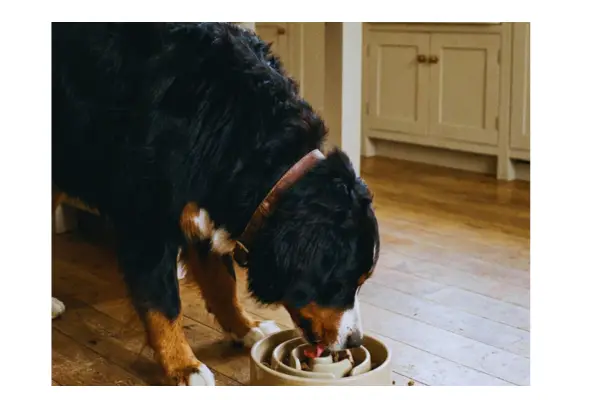 Comedouro lento para ajudar na prevenção da torção gástrica em cães