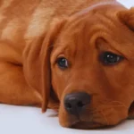 Mudança de Comportamento em Cachorro: É Normal? Mudança de comportamento em cachorro