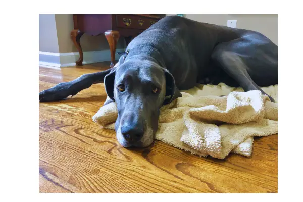 Raças grandes com maior predisposição à torção gástrica em cães