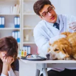 Torção Gástrica em Cães: Sintomas Que Exigem Atendimento Imediato cachorro com desconforto abdominal em caso de torção gástrica em cães