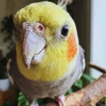 Seu Pássaro Parece Saudável? O Erro Que Ninguém Vê Veterinário de aves e sinais ocultos de doenças em pássaros domésticos