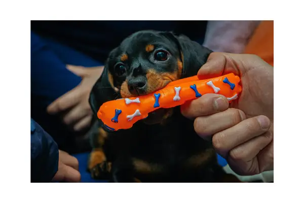Brinquedo interativo para reduzir o estresse dos pets com medo de fogos