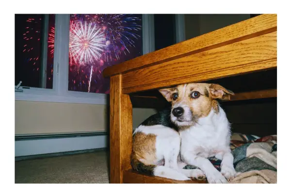 Cachorro assustado com medo de fogos de artifício.