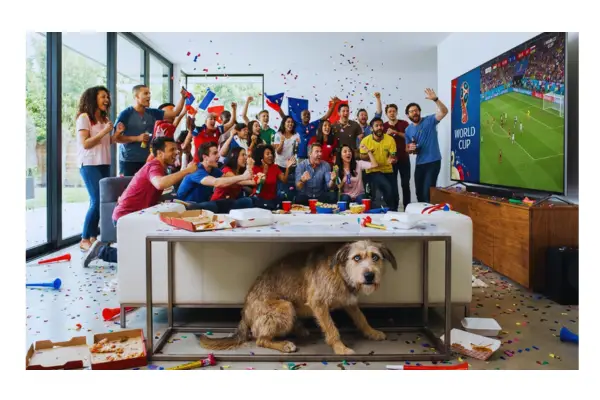 Cachorro procurando esconderijo com medo de fogos