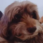 Choco: 18 Anos de Amor e uma Linda Lição Choco Shih Tzu de 18 anos que inspirou este relato sobre a despedida de um cachorro