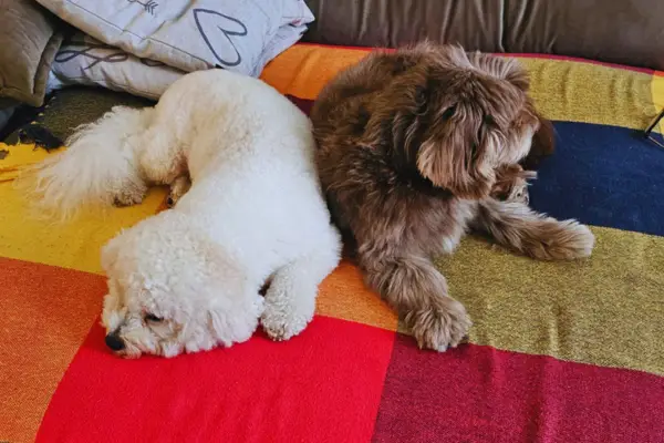Choco Shih Tzu durante um momento feliz com a família