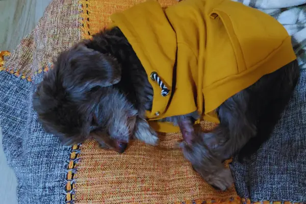 Choco já idoso durante a fase de envelhecimento - despedida de um cachorro