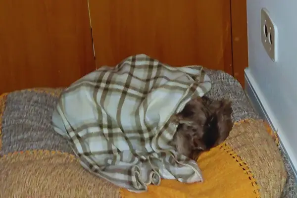 Em memória do Choco