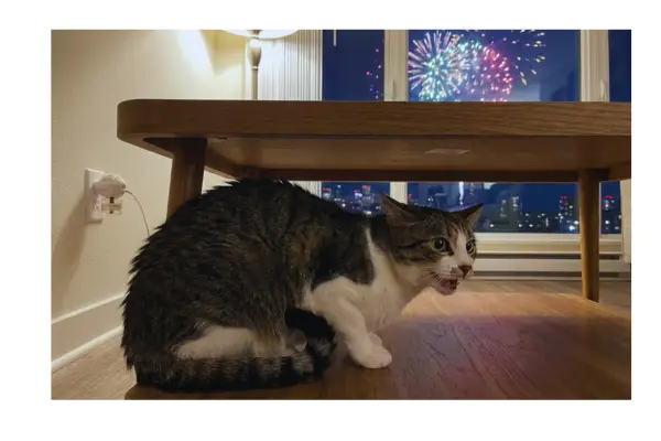 Gato demonstrando sinais de ansiedade e estresse.