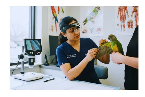 Veterinário especializado examinando uma ave