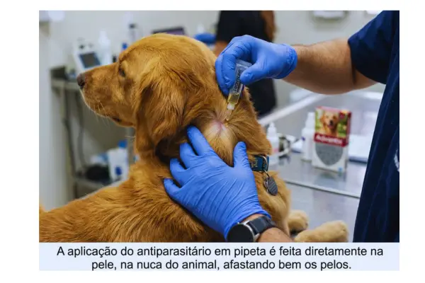 Aplicação de antipulgas para cachorro na nuca com pipeta