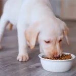 Ração Hipoalergênica para Cachorro: Como Escolher ração hipoalergênica para cachorro servida em tigela
