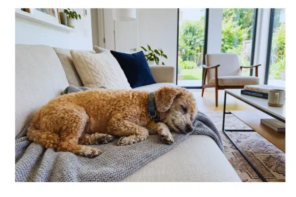 cachorro idoso descansando no sofá, fase da vida com mais risco de tumor em cachorro