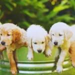 Alergia Alimentar em Cachorro: Sinais e a Ração Certa alergia alimentar em cachorro: cão se coçando com desconforto na pele