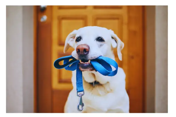 organização da rotina do cachorro na guarda compartilhada de pets